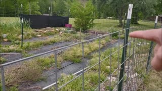 CLEANING UP MY BACK GARDEN AND SOWING SEEDS