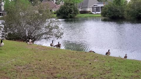 "Geese watch out for Tornado"