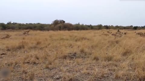 Teasing The Lion, The Hyena Was Suddenly Attacked Tragically And Painfully Disabled