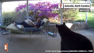 A BEAR-Y STARTLING ENCOUNTER! — Black Bear Stumbles Across Man Relaxing Outside