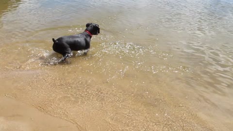 Dog going swimming underwater for stick