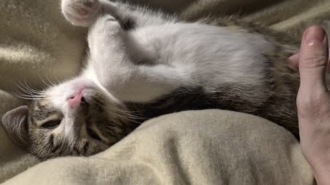 Cute Cat Sleeping ASMR