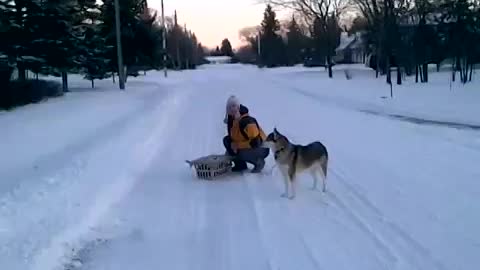 Husky dog and cat basket snow ride
