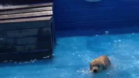 Swimming puppy