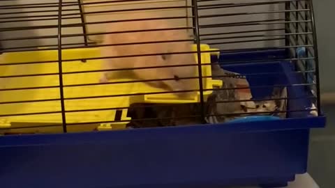 cheeky hamster