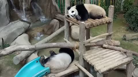 Giant pandas in the National Zoo of Malaysia! 2017