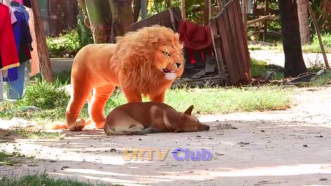 Best Prank Collection Top 15 - Fake Lion Prank Real Dog Super Funny - Try Not To Laugh Challenge