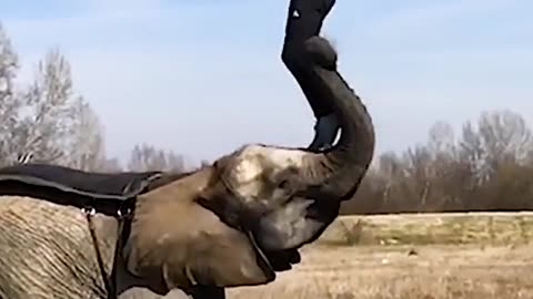 Fun and acrobatic display on elephant