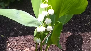 Lily of the Valley