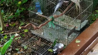 lindas calopsita tomando banho de chuva