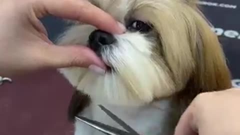 Cute doggy getting hair cutting ✂️✂️