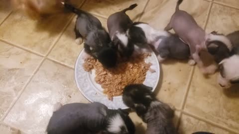 Chinese Crested Puppies First Meal