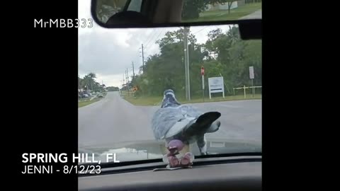 MrMBB333 - Well, here we go AGAIN! The Wildlife Hitchhiker!