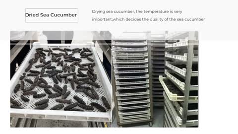 Low Temperature Sea Cucumber Dryer with Dehumidifier DPHG150S-X