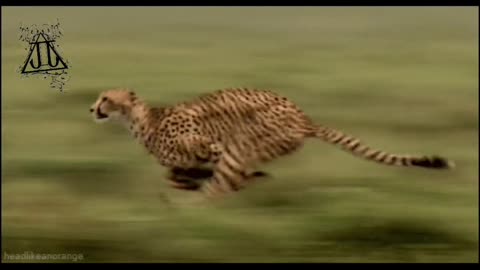 Unleash the need for Speed🏃‍♀️🐆. Get ready to be Amazed by the fastest animals on Earth🌎