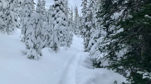 Deep in the Snowy Forest – Central Oregon – Vista Butte Sno-Park – 4K