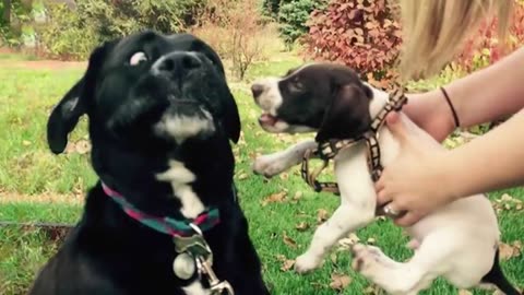 Dogs Doing Funny Things - Best of Funny Dogs in November