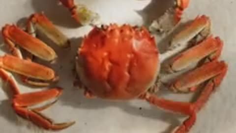 The proper way to open a hairy crab