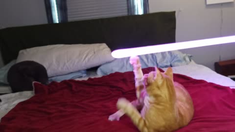 Jedi cats is an AWFUL Idea!