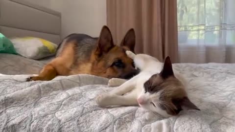 What a German Shepherd does when a Cat ignores him
