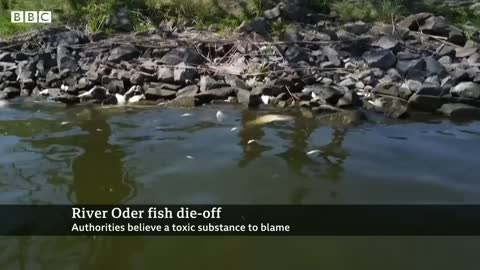 Tons of dead fish found in river on German-Polish border - BBC News