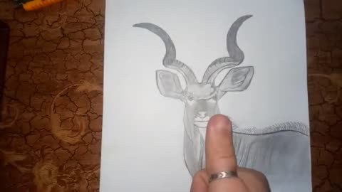 how to draw ibex /how draw markhor/wild animal /art