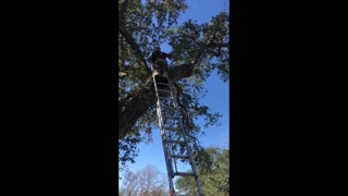 Firefighters Rescue Dog Stuck in Tree