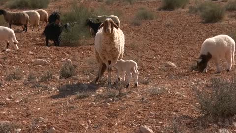 Sheep,Sheep video,Animal,Animal video