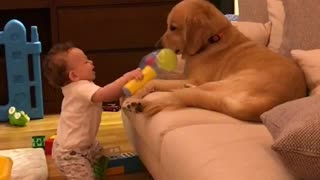 Patient Dog Lets Baby Hit Him With A Soft Hammer Toy