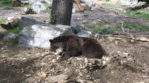 Bear Nature Sleep Rest Wildlife Animal Relax