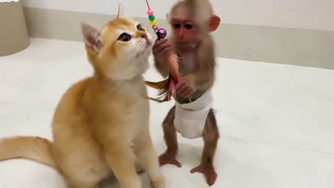 BiBi monkey teach Ody cat to play with toys