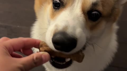 My Corgis reaction to getting his first dental treat! 🐶❤️