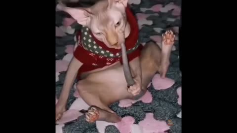 Paws and Purr-fect Laughter: Hilarious Cat Antics Compilation! 😹🎉"