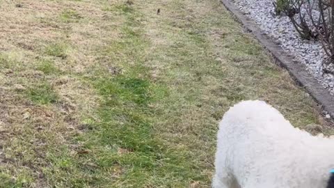 Baby Valais Blacknose Sheep Bouncing into Springtime