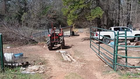 Felling a rotten pine.