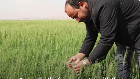 Wheat Crop UAE