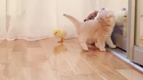 Kitten walk with a tiny chicken I cute kitten playing with chicken