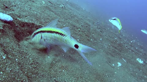 Look how goatfish look for food in the sand