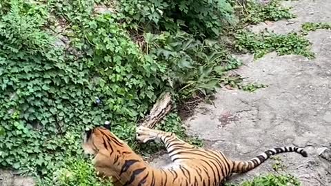 Lazy afternoon tiger