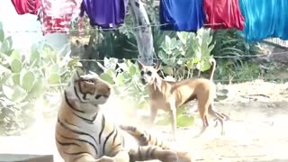 Funny Animals video