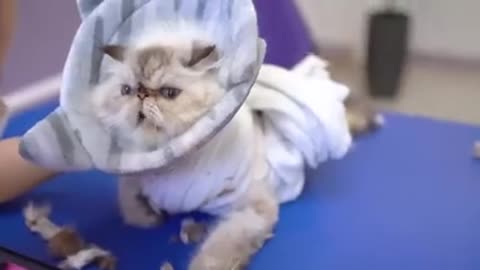 The cat groomer is scared of this cute cat... ❤️