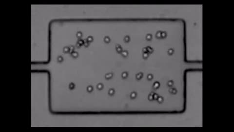 Biophysical Isolation And Identification Of Circulating Tumor Cells - Lab-On-Chip Short Clip