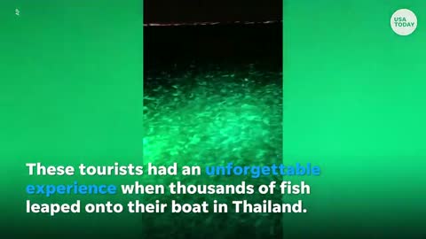 Thailand tourists swarmed by school of fish on boat | USA TODAY