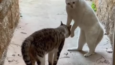 Super Funny Cats Video Compilation | Try not to laugh