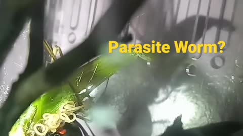 Parasite coming out of a grasshopper when injected with Widow venom. #shorts #creepy #blackwidow