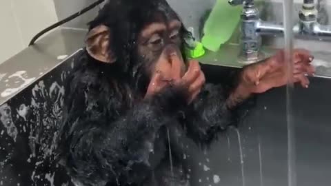 Orangutan washes face