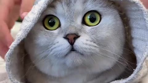Cute cats video compilation 136