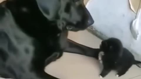 Cute angry black puppy