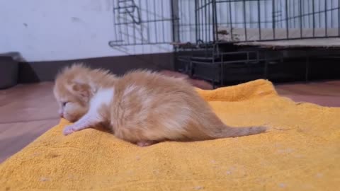 Tiny scared Kitten keeps meowing until I gave her many head rubs! so cute