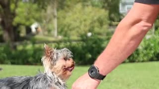 How to Train a Dog With Leash Pressure